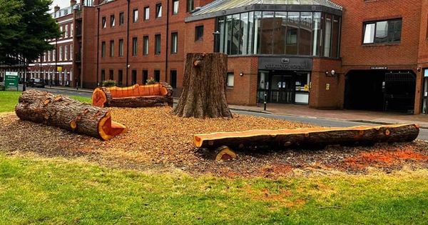 Felled Tree Finds New Purpose as Benches Loved by Locals