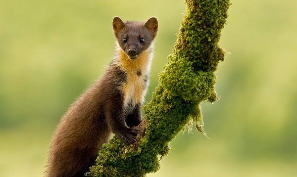 Highland Hike: Teens Walk 154km to Save Wildlife