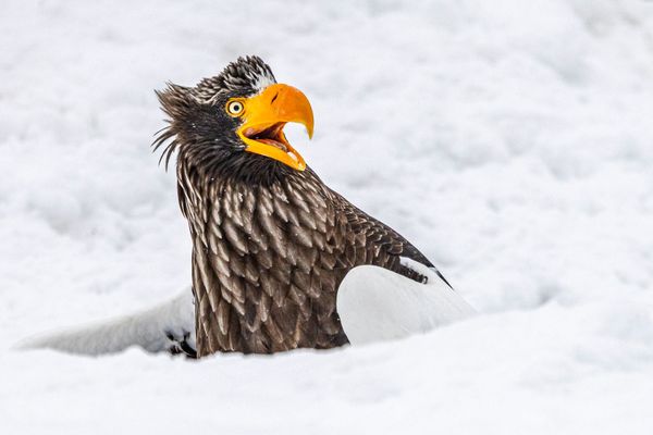 Say Cheese! Hilarious Wildlife Photos Bring Smiles as Comedy Competition Heats Up