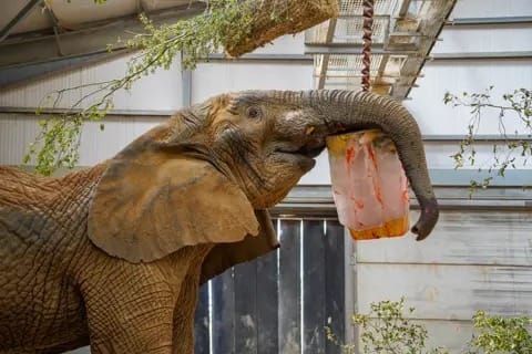Janu Celebrates His 20th Birthday With a Fruity Ice Lolly!