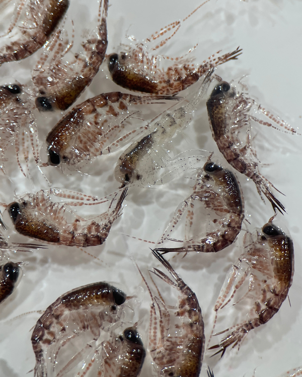 Tiny Ocean Heroes Play a Massive Role in Southern Ocean Carbon Storage