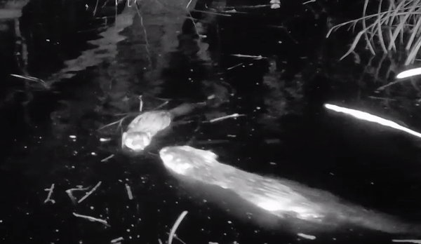 Baby Beaver Born at Heal Somerset