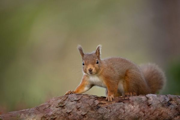 More Good News for the Reds in Aberdeen