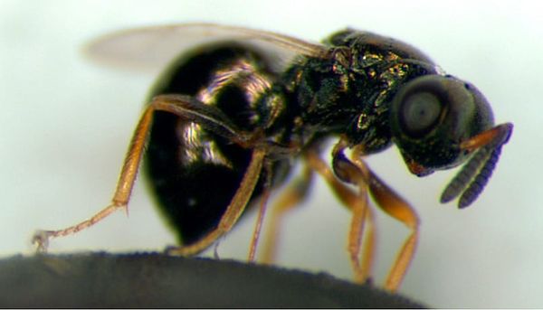 Wasps May Hold the Secret to Slowing Down the Ageing Process