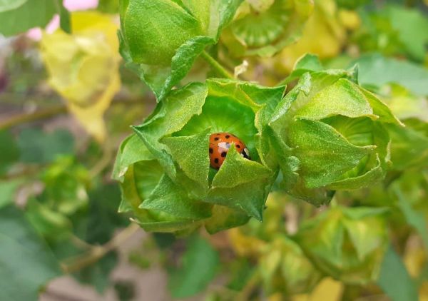 Ladybird Invasion Delights and Surprises Weston‑super‑Mare Residents