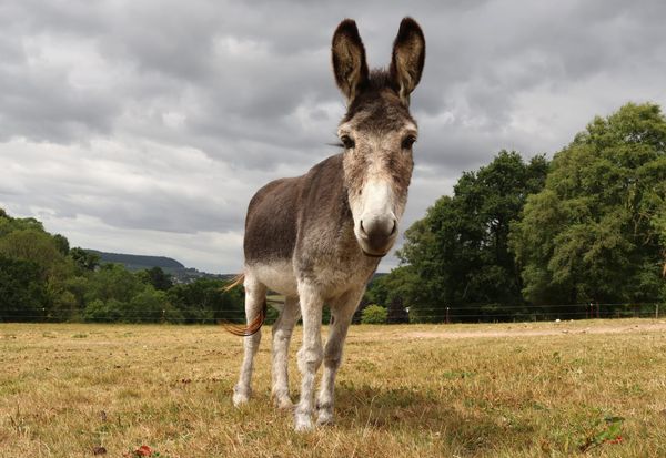 One Stubborn Tooth, One Brave Donkey: Darby’s Road to Recovery