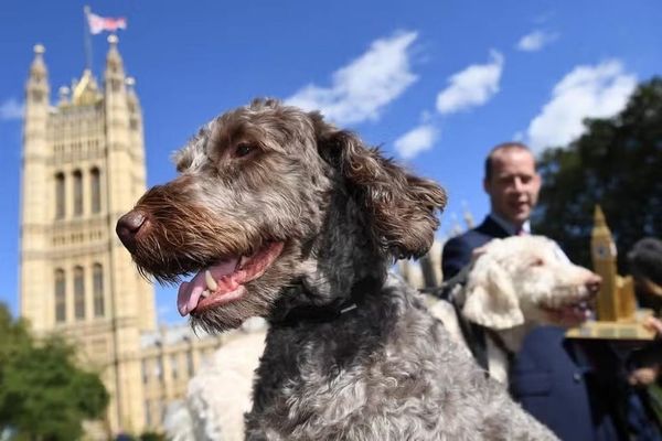 Paw-liament in Session: Westminster Dog of the Year Set to Unleash the Fun!