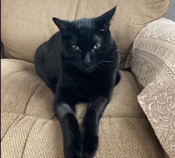 New Cancer Drug Helps Pet Cats—and Could Save Human Lives Too