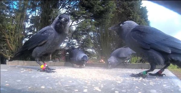 Adult Jackdaws Learn to Show Tolerance Towards Youngsters in Potentially Valuable Lesson for Humans