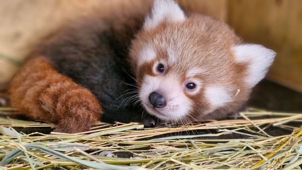 It’s a girl! Zoo asks for public’s help in naming Endangered red panda cub