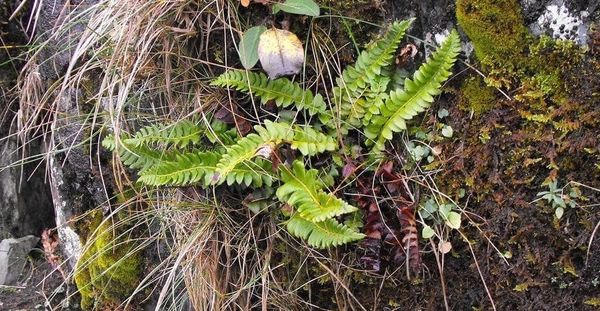 Rare fern rediscovered in iconic Cwm Idwal – more than 150 years after last sighting