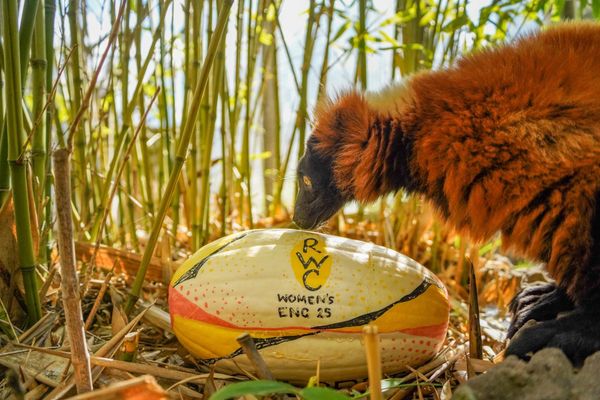 Here Scrum the Bears! Zoo’s Spectacled Bears Back England to Win Women’s Rugby World Cup Grand Final