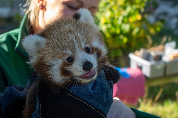 Paw-sitively Adorable! Whipsnade Zoo Welcomes a Baby Red Panda Girl