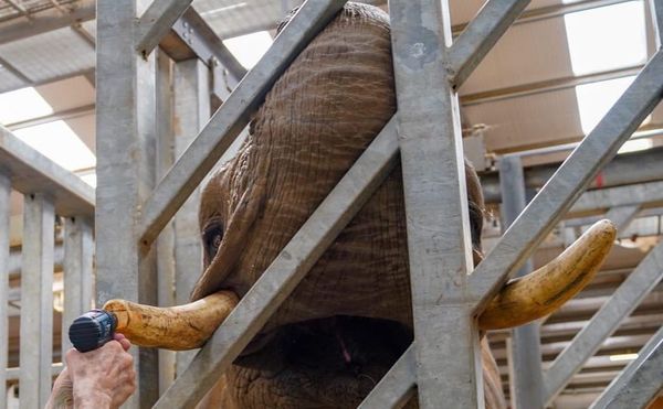 You Know the Drill! Dentist Makes Jumbo House Call