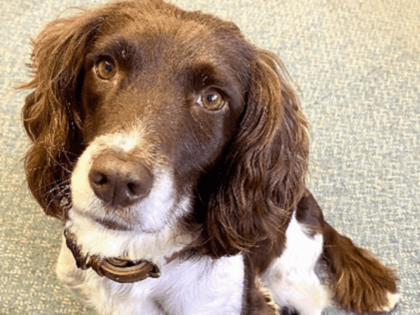 Retired Police Dog Helps Teach First Aid