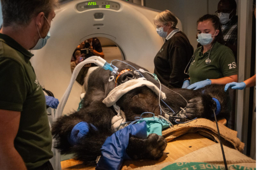 King of the Jungle Gets a CT Scan: Kiburi's Royal Check-Up at London Zoo