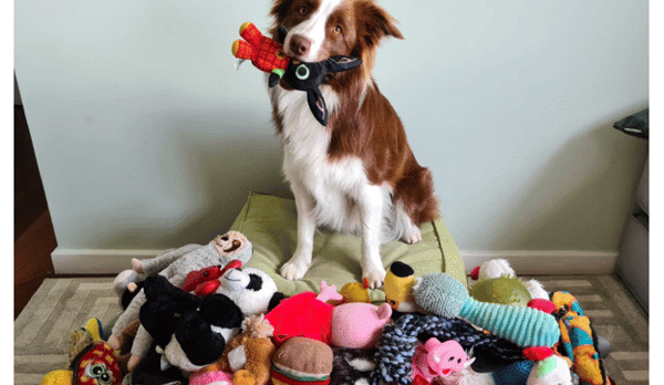 Dogs Can Group Toys by Function Like Humans, Study Finds