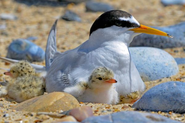 Tiny Terns, Big Comeback: UK’s Daintiest Seabird Soars After Record Breeding Season