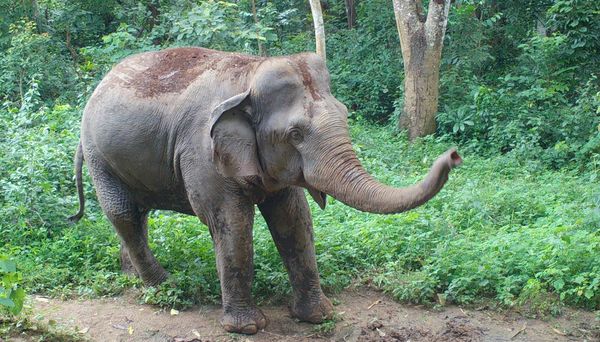 Grounds for Change – New Initiative Sees Coffee Farming Help Save Thailand’s elephants