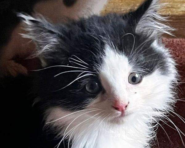 Dying Kittens in Landfill Woodpile Tempted to Safety with Kippers