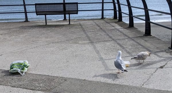 Understanding Seagulls: Study Finds Simple, Humane Way to Protect Your Food