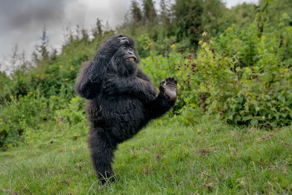 Gorilla ‘High Five’ Wins Top Prize at Nikon Comedy Wildlife Awards 2025