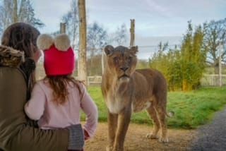 January Just Got Wilder – Free Entry for Kids at Noah’s Ark Zoo Farm