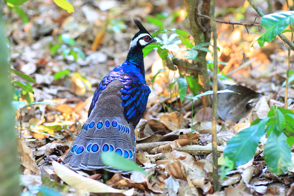 New Habitat Brings the Tropics of Asia and Africa to Bristol