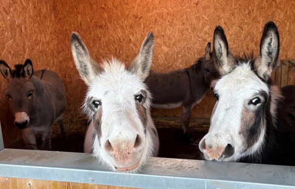 Double the Donkeys, Double the Joy: Peanut and Popcorn’s First Christmas Together