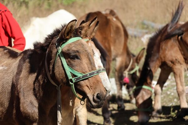 Gallop for Good: Pioneering Nepal Project Boosts Mule Welfare, Livelihoods and the Environment