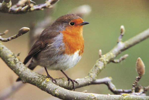 Big Garden Birdwatch Takes Place This Week as Cold Weather Brings Migratory Birds to UK Gardens