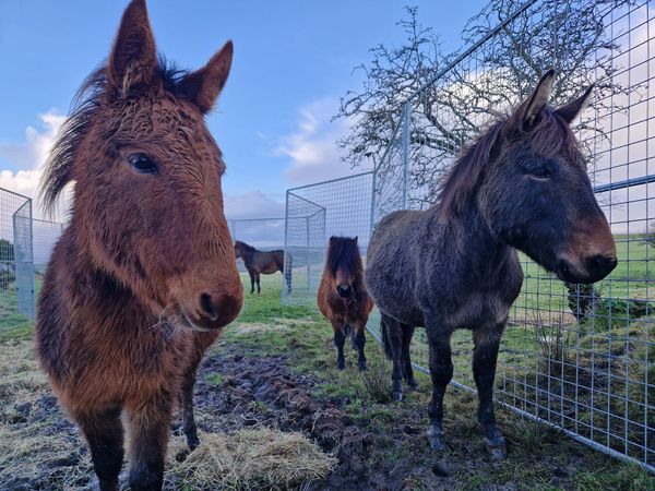 Equine Charities Pull Together to Save Mules and Ponies Left on Wintry Hillside in Rural Wales