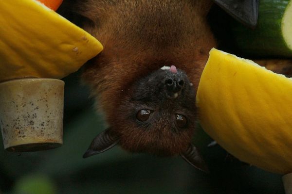The Vital Role Bats Play in Our World (By Megan)