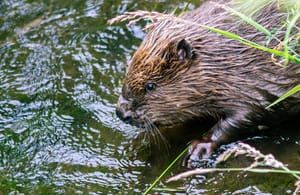 Beavers Return to South West Rivers in Major Boost for Nature Recovery