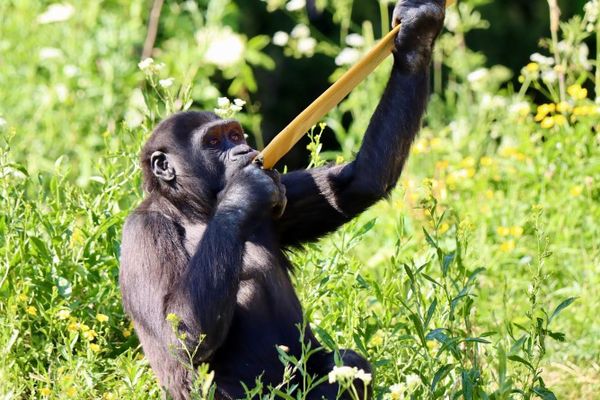 Bringing the Forest to Bristol: New Gorilla Habitat with a Mission From April 2026