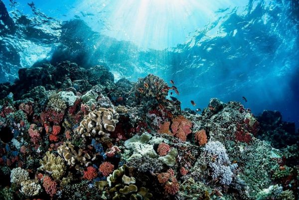 Part of Your World – a Dance Show That Dives Beneath the Surface (By Rosie, 12)