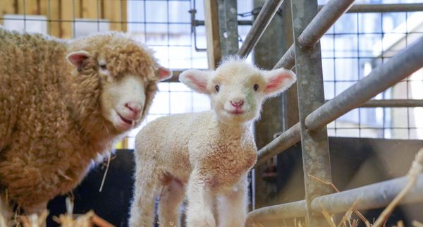 Brie-lliant Babies! Cheese-Named Goat Kids and Lambs Spring to Life at Noah’s Ark Zoo Farm
