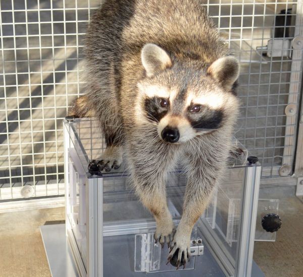 Brainy Bandits! Raccoons Solve Puzzles Just for Fun, Scientists Discover