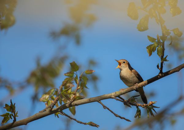 Nightingale Boom at Nature Reserves Ahead of Dawn Chorus Day