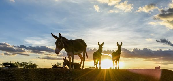 Brazil Bans Donkey Slaughter in Landmark Animal Cruelty Ruling