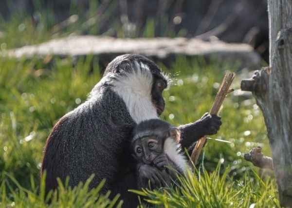 Miracle Monkey Mum: Rare Primate Gives Birth After Life-Saving Surgery