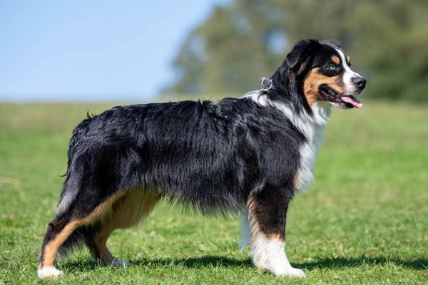 New Dog Breed Officially Recognised in UK From Next Year