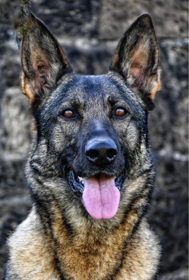 Retired Police Dog Gets Back on Her Paws with Charity Help