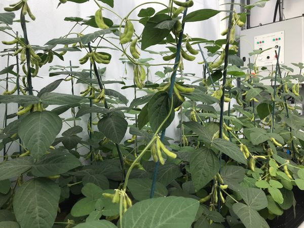 New Tech Tracks Soy Origins, Offering Breakthrough in Fight Against Deforestation