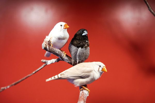 Humans and Animals Show Similar Preferences for Certain Sounds, Research Finds