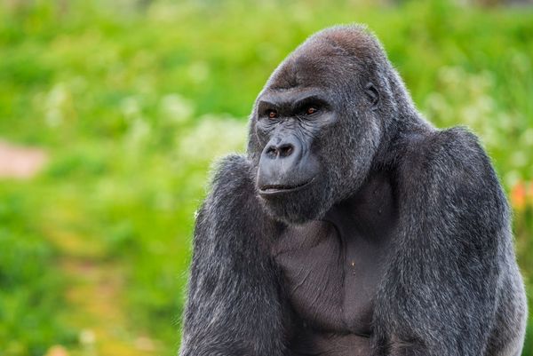 Bristol Zoo Project Launches Public Art Exhibition to Honour Beloved Silverback Jock