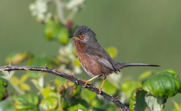 Dartford Warbler Numbers Hit Record High on RSPB Nature Reserves