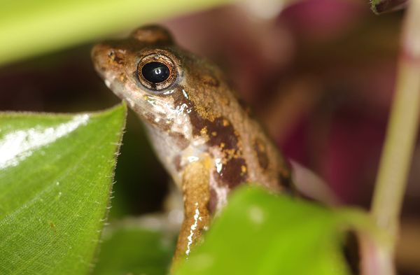 Rare ‘Whistling’ Frogs Arrive at London Zoo in Race Against Extinction