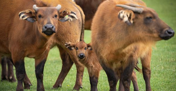 Rare Dwarf Forest Buffalo Calf Born at Woburn Safari Park