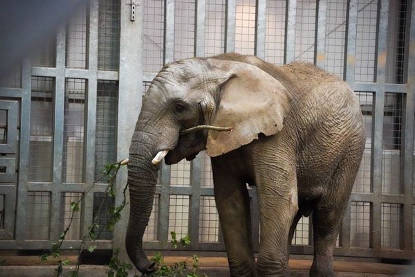 Two Young African Elephants Arrive at Noah’s Ark Zoo Farm